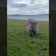 Cute wombat approaches Australian woman and curiously sniffs her phone