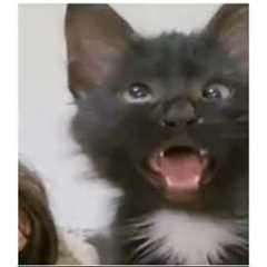 Cross Eyed Cat Meme | Viral Cat Saying Huh Meme 😺New Black Kitten Meme 😂Cat Haan Meme Orginal..
