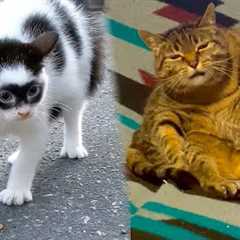 The Funniest Cats EVER Seen!