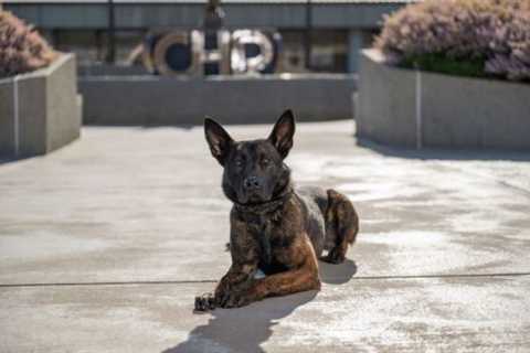 California Highway Patrol introduces 8 new canine teams