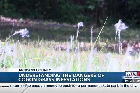 Understanding “insidious” cogon grass infestations