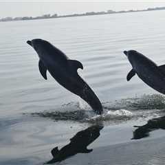 Long-running Sarasota Dolphin Research Program tracks animals in wild