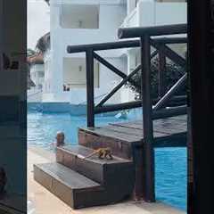 Wild Coati Kittens Invade Resort
