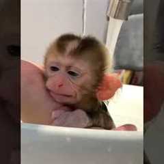 Little Monkey Baby Takes A Bath
