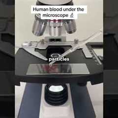 Human Blood Under A Microscope