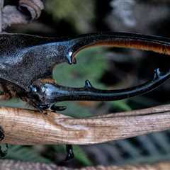 Watch a Little Robot Flap Its Wings Like a Rhinoceros Beetle