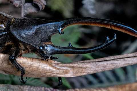 Watch a Little Robot Flap Its Wings Like a Rhinoceros Beetle