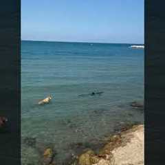 Curious Dog Swims Towards Shark