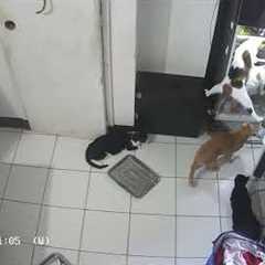 Cats Work Together To Steal From Fridge