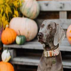 Fall Festivals in Tarrant County, Texas: A Pet-Friendly Guide for You and Your Furry Friends