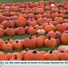 Pumpkin Patch returns to Pascagoula, more than 1,000 pumpkins on display for purchase