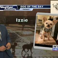 Dog Walk Forecast for Oct. 29 – Izzie