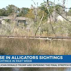 Moss Point residents speak on alligator sightings