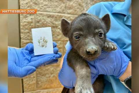 Update on the Hattiesburg Zoo's hyena cub