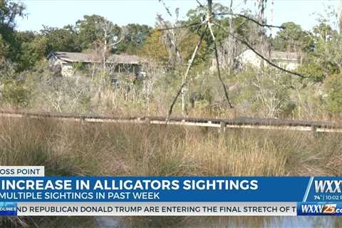 Moss Point residents speak on alligator sightings