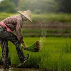 Verra Updates on 4.5 Million Over-Issued Carbon Credits from Rejected Rice Projects in China