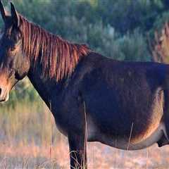 The Ins and Outs of Horse Shows in Currituck County, North Carolina