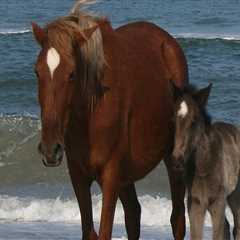 Horse Shows in Currituck County, North Carolina: A Guide to Rules and Regulations