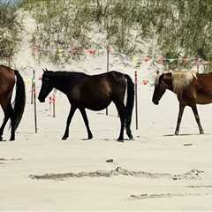 The Excitement of Horse Shows in Currituck County, North Carolina