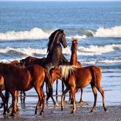 The Ultimate Guide to Horse Shows in Currituck County, North Carolina