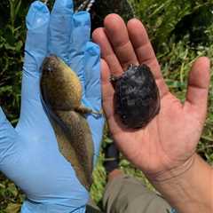Removal of Invasive Bullfrogs Leads to Increase of Native Pond Turtles in Yosemite, Study Finds
