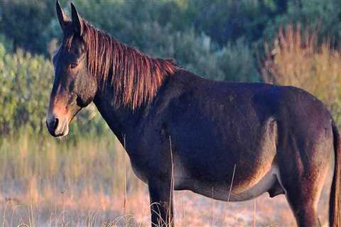 The Ins and Outs of Horse Shows in Currituck County, North Carolina