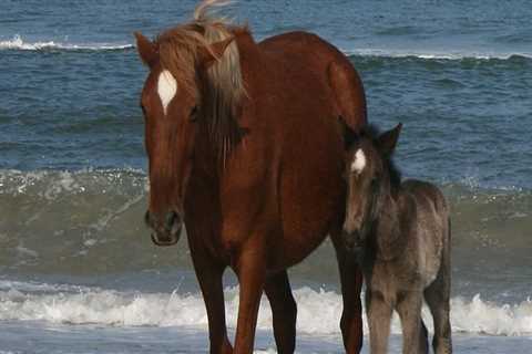 Horse Shows in Currituck County, North Carolina: A Guide to Rules and Regulations
