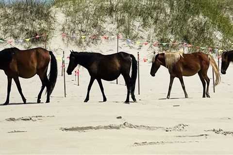 The Excitement of Horse Shows in Currituck County, North Carolina