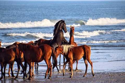 The Ultimate Guide to Horse Shows in Currituck County, North Carolina