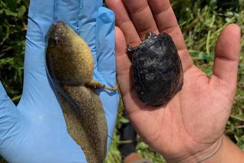 Removal of Invasive Bullfrogs Leads to Increase of Native Pond Turtles in Yosemite, Study Finds