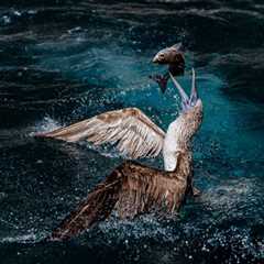 Introducing Ocean Conservancy’s 2025 Photo Contest Winners