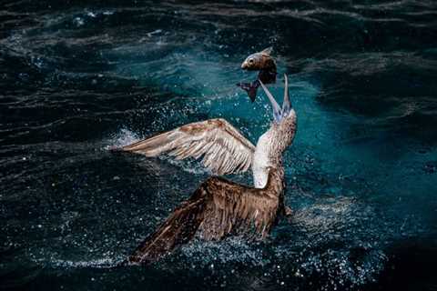 Introducing Ocean Conservancy’s 2025 Photo Contest Winners