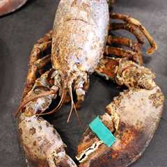 Cropped 16 July 2025: EU deforestation law pushback; Agri emissions; US lobster disease