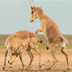 2025 Wildlife Photos of the Year Contest Winners Announced