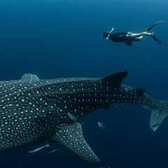 Whale Sharks at This Tourist Spot Show Human-Made Scars