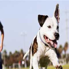 The Impact of Pet Policies on Sports Events in Contra Costa County, California