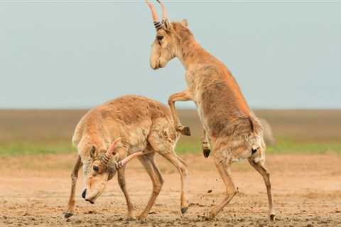 2025 Wildlife Photos of the Year Contest Winners Announced