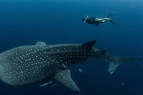 Whale Sharks at This Tourist Spot Show Human-Made Scars