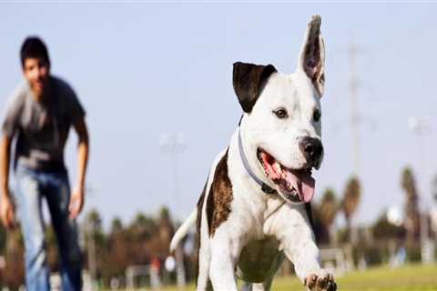 The Impact of Pet Policies on Sports Events in Contra Costa County, California