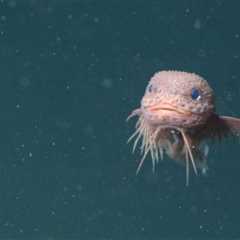 Deep-Sea Snailfish: Our Exciting New Fascination