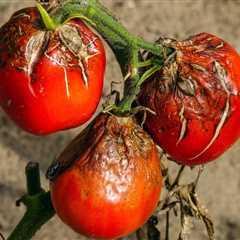 Guest post: Fungal infections are adapting to climate change – and threatening public health