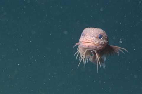Deep-Sea Snailfish: Our Exciting New Fascination