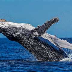 From Harpoons to Hope –  The Return of Humpback Whales