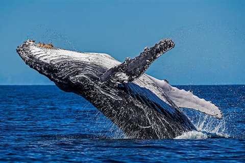 From Harpoons to Hope –  The Return of Humpback Whales