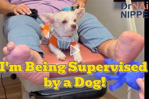 I'm Being Supervised by a Dog! 🐶👣