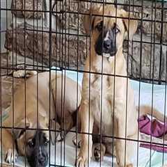 The Ultimate Guide to Bringing Your Pets to Music Events in Hampden County, Massachusetts