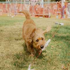 Bringing Your Furry Friend to Sports Events in Central Florida: An Expert's Perspective