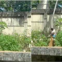 Man Mauled to Death After Climbing Into Lioness Enclosure — Caged Lion Will NOT Be Euthanized
