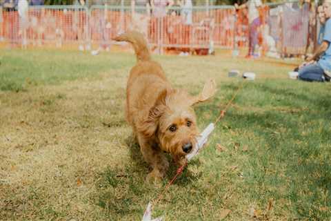 Bringing Your Furry Friend to Sports Events in Central Florida: An Expert's Perspective