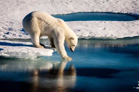 5 Animals That Need Sea Ice to Thrive